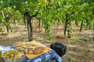 Scopri di più sull'articolo Vendemmia e picnic tra le vigne