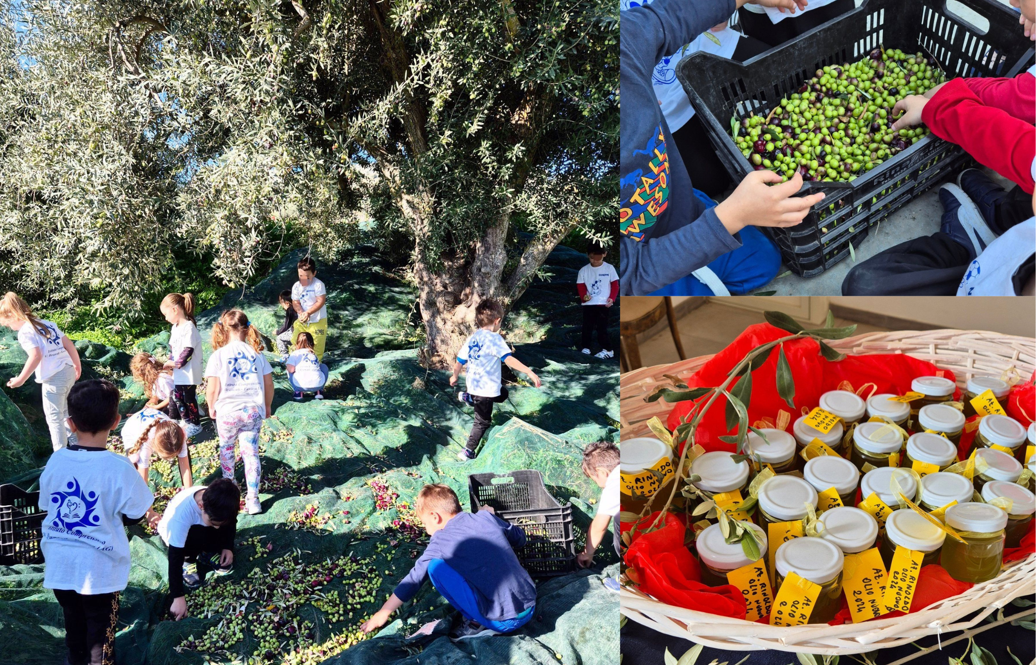 Al momento stai visualizzando Raccolta delle olive: una festa!